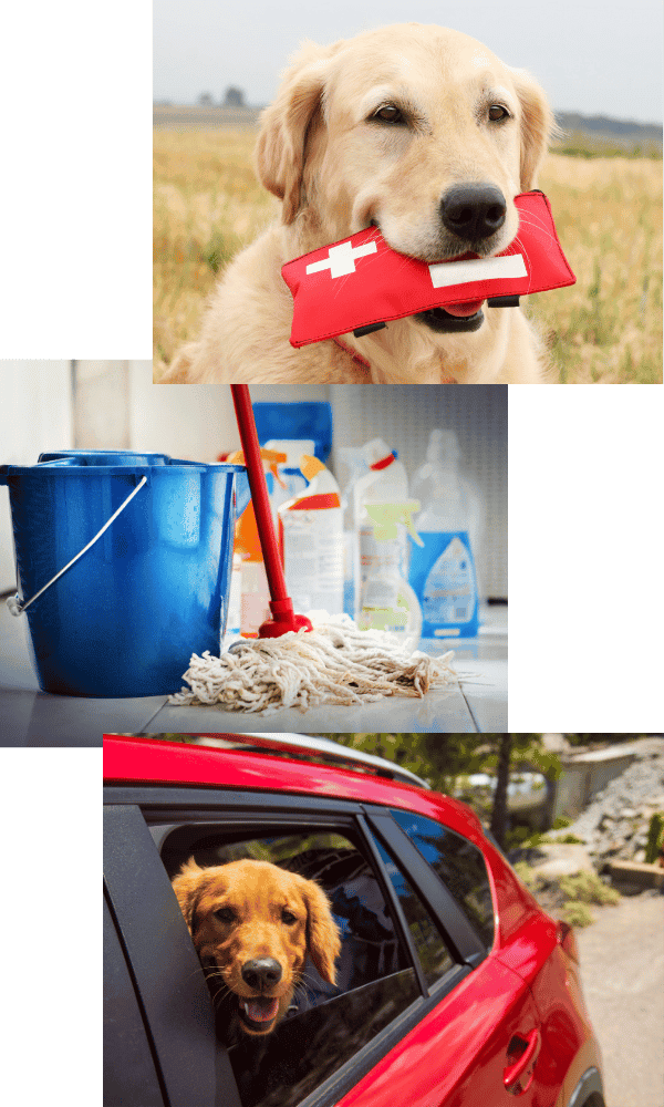 About Hot Diggity Dogwalker jane Fenkl