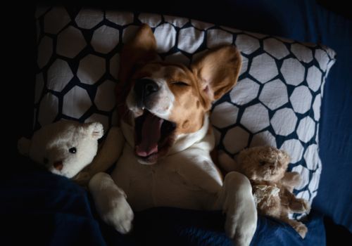 Dog Vacay Stays St Louis Dog Vacay Stays St Louis