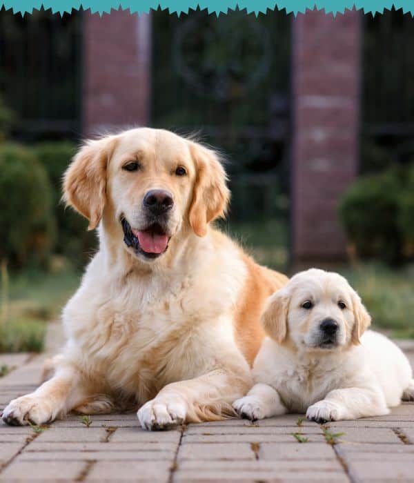 Multiple Pet Household Visits