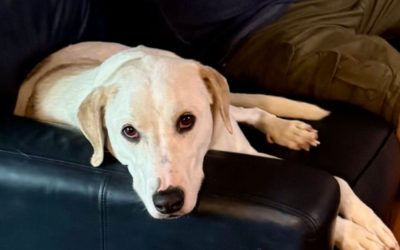 Fear Free R+ Certified Dog Boarding: What It Means and Why It Matters