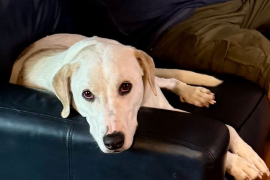 Fear Free R+ Certified Dog Boarding: What It Means and Why It Matters