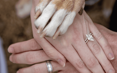Reasons to Hire a Dog Wedding Photo Handler for Your Big Day