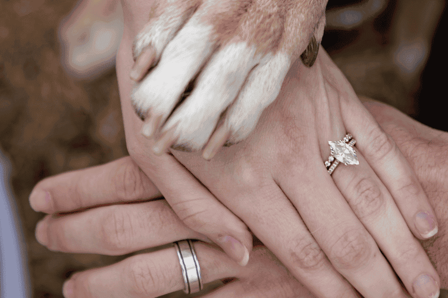 Reasons to Hire a Dog Wedding Photo Handler for Your Big Day