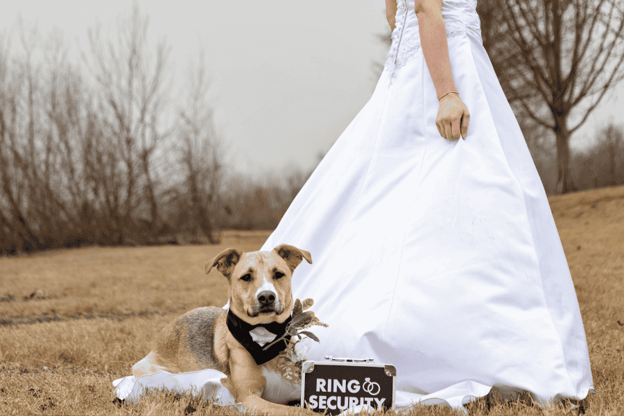 Why Hire a Dog Wedding Photo Handler for Your Big Day