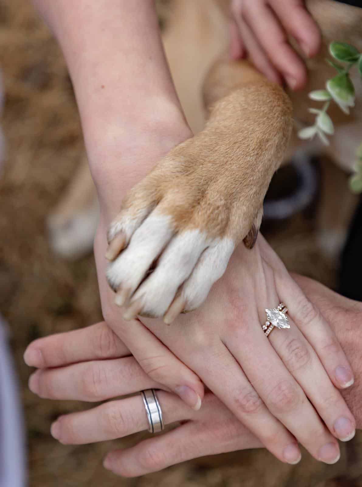 bride groom and dog paw at a St.Louis Wedding