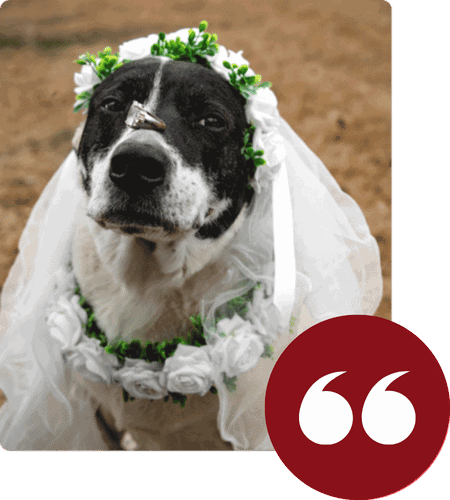 Shane Michael- Wedding Photographer