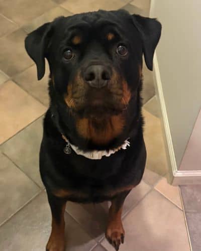 St. Louis Wedding Dog Packages 1