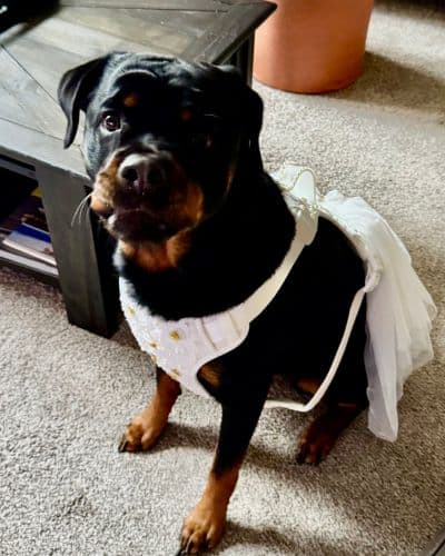 St. Louis Wedding Dog Packages 1