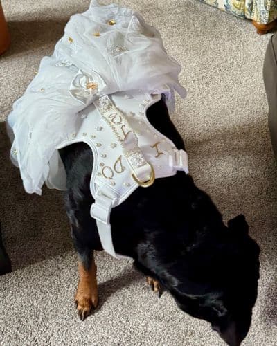 St. Louis Wedding Dog Packages 1