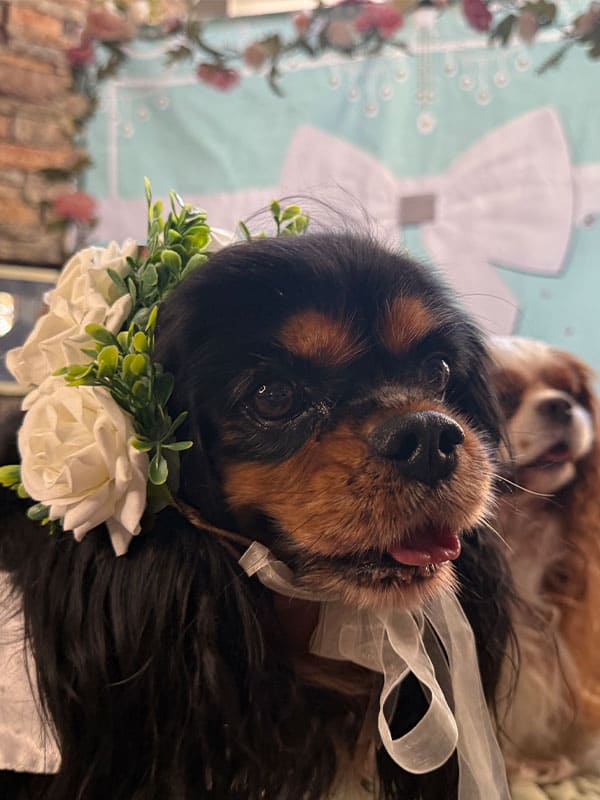 A cocker spaniel dressed for a wedding in St. Louis