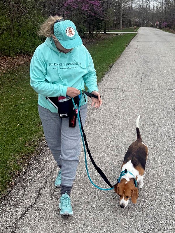 A dog being professionally walked by The Hot Diggity Dog Walker in St. Louis