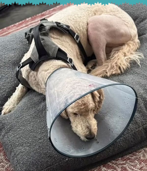 A dog wearing a rehabilitation collar in St. Louis