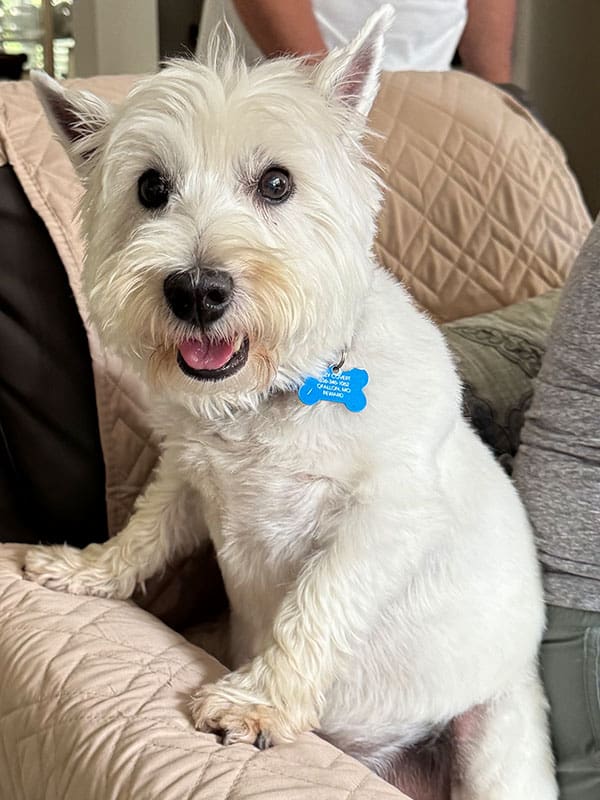 A dog with a blue collar being boarded in St. Louis